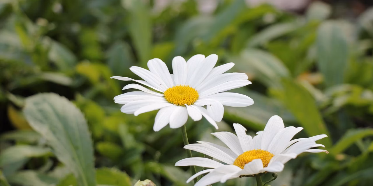 Gemeinderat Gemeinderat